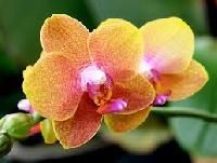 Orchids