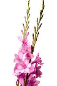 Tuberose