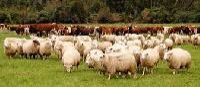 Animal Husbandry