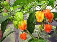 Color Capsicum