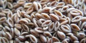 Pysllium Seeds