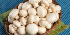 Fresh Button Mushroom
