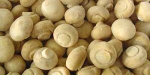 Frozen Mushrooms