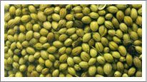 Coriander Seeds