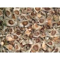 Drum Stick Seeds