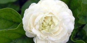 Jasmine Plants