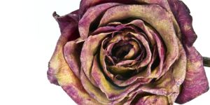 Dry Red Rose