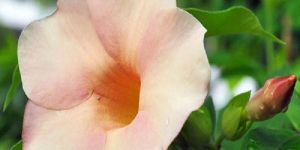 Allamanda Biscuit