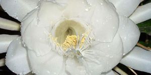 Brahma Kamal