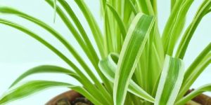 Chlorophytum Comosum