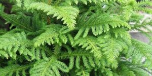 Christmas tree /Araucaria