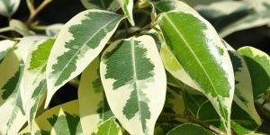 Ficus Starlight Plant