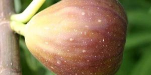 Fig-Puna-Fig