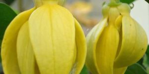 Hari Champa/Manorangini