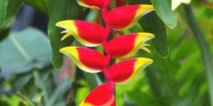 Heliconia Rostrata