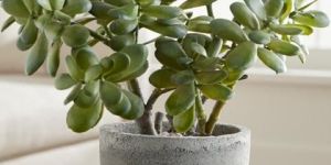 Jade Plant