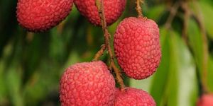 Litchi