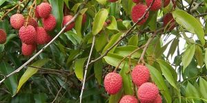 Litchi Plants