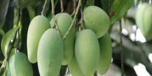 Mango Tree Plants