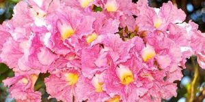 Tabubea Rosea - Avenue Trees