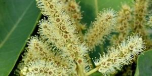 Terminalia Arjuna Tree