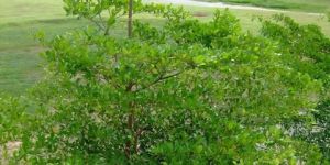 Terminalia Mini Ivorensis