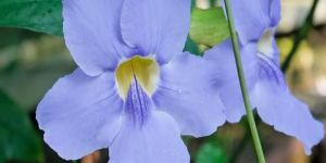 Thunbergia Grandiflora