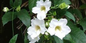 Thunbergia -White