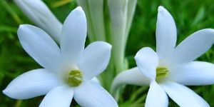 Tuberose or Mexican Tuberose