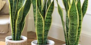 Variegated Snake Plant