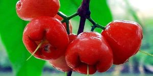 Water Apple Hybrid Red
