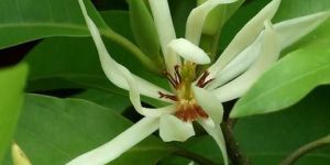 White Champa(Grafted)