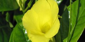 Wild Allamanda