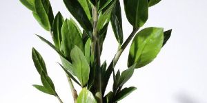 Zamioculcas Zamifolia