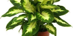 Ornamental Plants