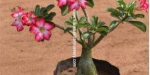 Adenium Obesum Plant