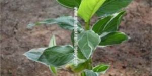 Bamboo Buddha Belly Plant