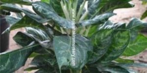 Caesalpinia Pulcherrima Plant