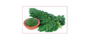 Fresh Moringa Leaves
