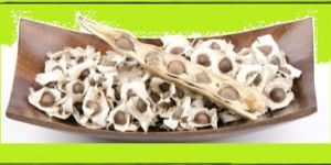 Moringa Seeds