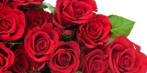 Fresh Red Rose Flowers