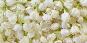 Fresh Jasmine Flowers