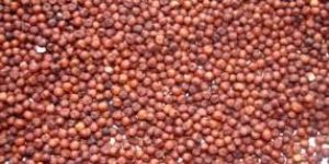 Finger Millet Seeds