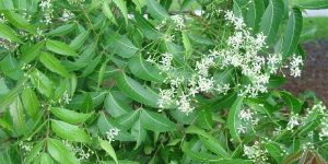 Fresh Neem Leaves