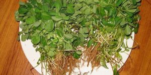 Fenugreek Leaves