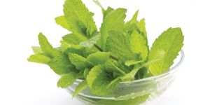 Mint Leaves
