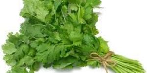 Fresh Coriander Leaves