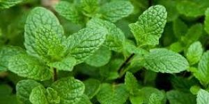Fresh Mint Leaves