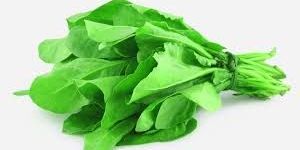 Fresh Spinach