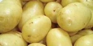 Pukhraj Potato